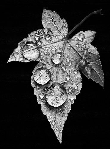 leaf background-photos free lr background image download precap